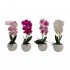 ORQUIDEA 37CM 4SURT