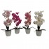 ORQUIDEA 46CM 4SURT