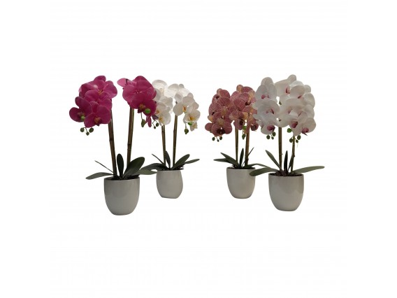 ORQUIDEA 55CM 4SURT
