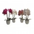 ORQUIDEA 55CM 4SURT