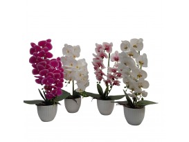 ORQUIDEA 65CM 4SURT