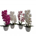 ORQUIDEA 65CM 4SURT