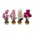 ORQUIDEA 45CM 4SURT
