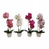 ORQUIDEA 47CM 4SURT