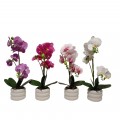 ORQUIDEA 44CM 4SURT